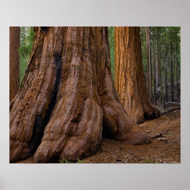 USA, Kalifornien, Giant Sequoia tree Poster (Vorne)