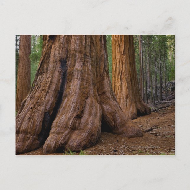 USA, Kalifornien, Giant Sequoia tree Postkarte (Vorderseite)