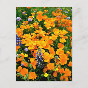 USA, Kalifornien, Gorman. Detailliertheit des Feld Postkarte