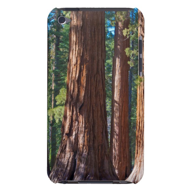 USA, Kalifornien. Holzbaumstämme, Mariposa iPod Touch Case (Rückseite)