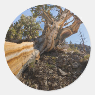 USA, Kalifornien, Inyo National Forest 12 Runder Aufkleber