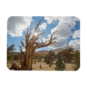 USA, Kalifornien, Inyo National Forest 6 Magnet