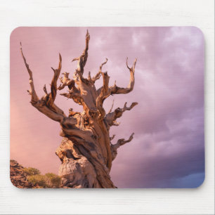 USA, Kalifornien, Inyo National Forest 9 Mousepad