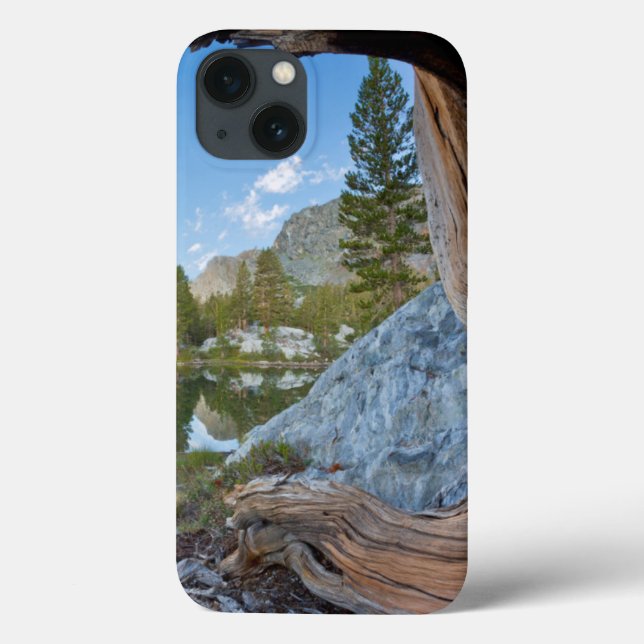USA, Kalifornien, Inyo National Forest. Alte Kiefe Case-Mate iPhone Hülle (Rückseite)