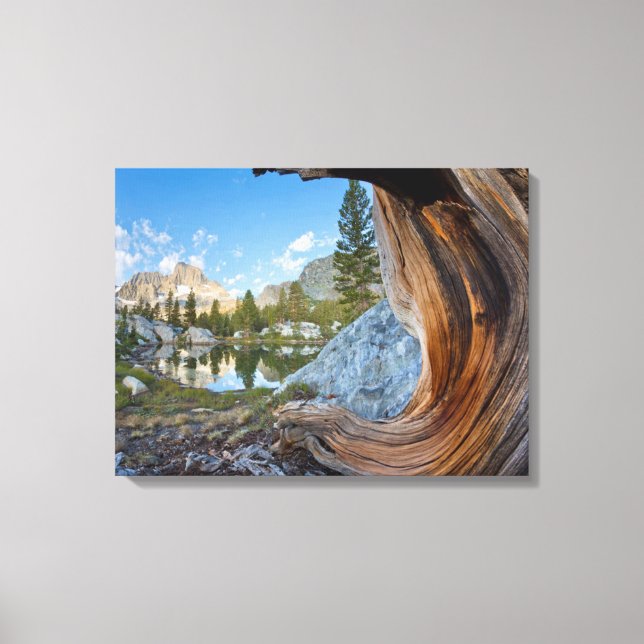 USA, Kalifornien, Inyo National Forest. Alte Kiefe Leinwanddruck (Vorderseite)