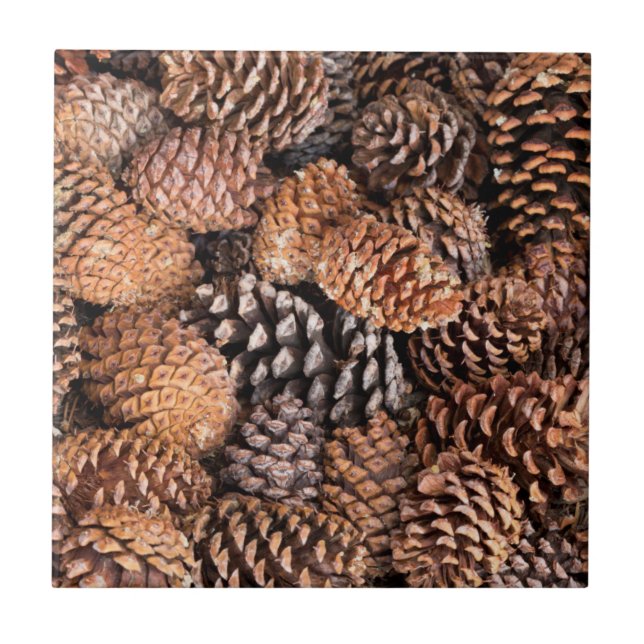 USA, Kalifornien, Inyo National Forest Fliese (Vorderseite)