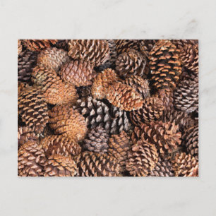 USA, Kalifornien, Inyo National Forest Postkarte