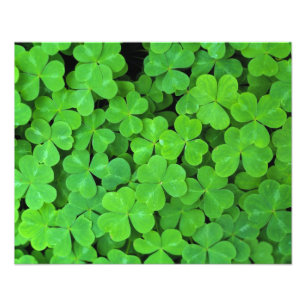 USA, Kalifornien, Jedediah Smith Rewood SP. Fotodruck