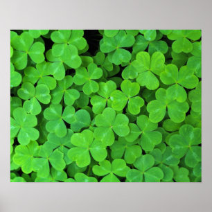 USA, Kalifornien, Jedediah Smith Rewood SP. Poster