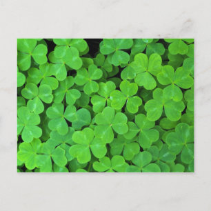 USA, Kalifornien, Jedediah Smith Rewood SP. Postkarte