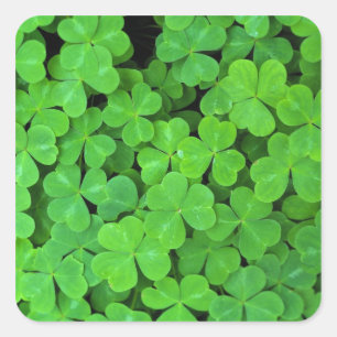 USA, Kalifornien, Jedediah Smith Rewood SP. Quadratischer Aufkleber