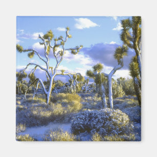 USA, Kalifornien, Joshua Tree National Park. 2 Magnet