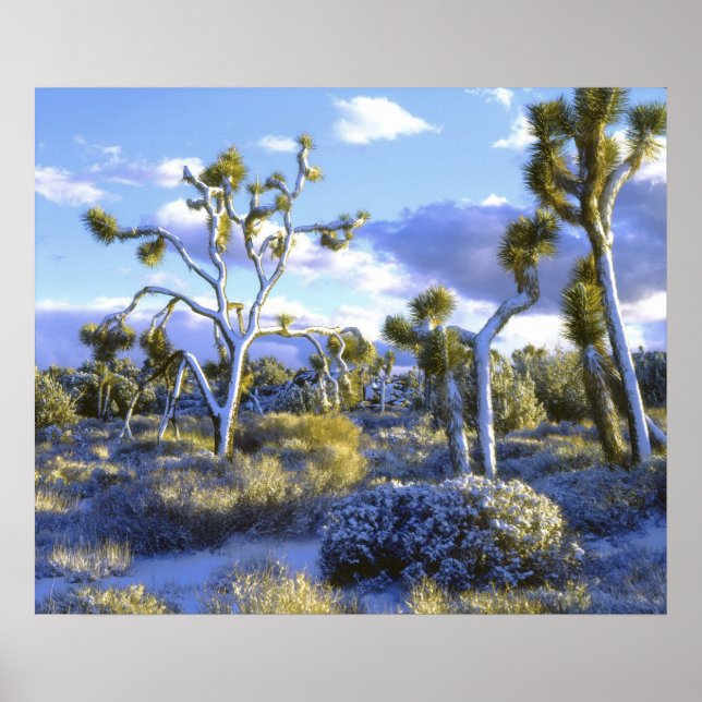 USA, Kalifornien, Joshua Tree National Park. 2 Poster (Vorne)