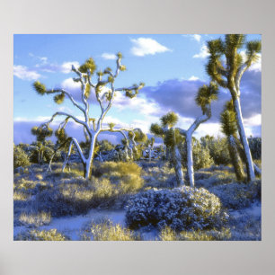 USA, Kalifornien, Joshua Tree National Park. Poster