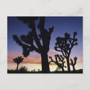 USA, Kalifornien, Joshua Tree National Park, Postkarte