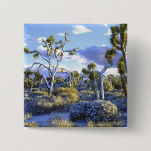 USA, Kalifornien, Joshua-Tree-Nationalpark. 2 Button