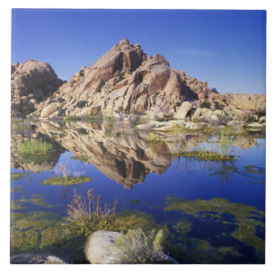 USA, Kalifornien, Joshua Tree Nationalpark, Fliese