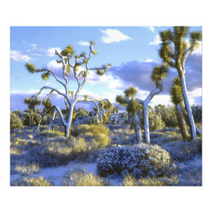 USA, Kalifornien, Joshua Tree Nationalpark. Fotodruck