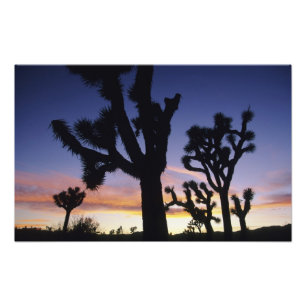 USA, Kalifornien, Joshua Tree Nationalpark, Fotodruck