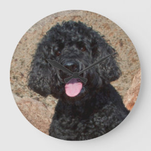 USA, Kalifornien. Labradoodle Sitting Große Wanduhr