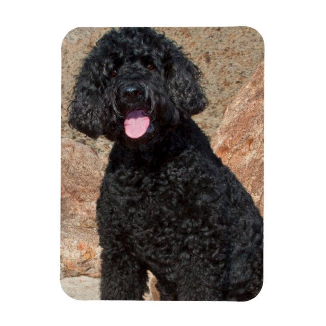 USA, Kalifornien. Labradoodle Sitting Magnet (Vertikal)