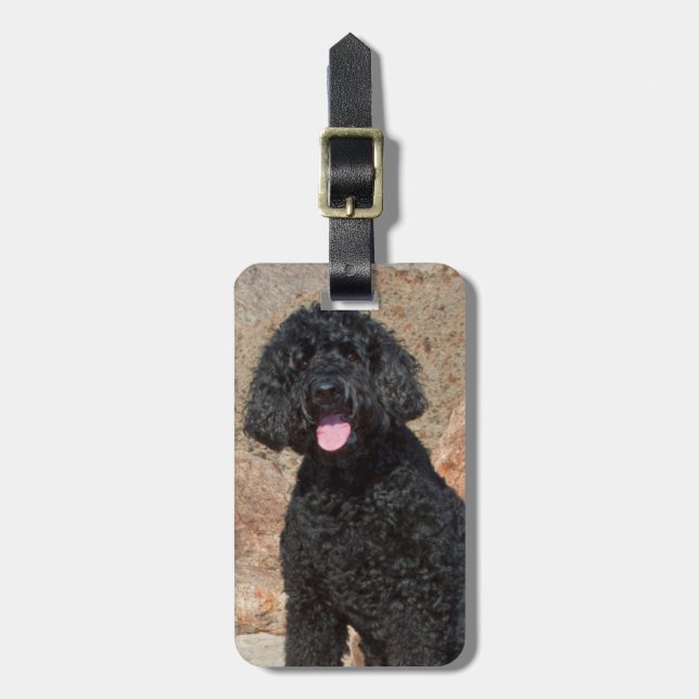 USA, Kalifornien. Labradoodle Sitzen Gepäckanhänger (Vorderseite vertikal)