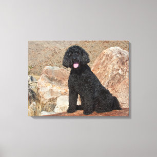 USA, Kalifornien. Labradoodle sitzend Leinwanddruck