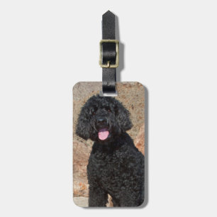 USA, Kalifornien. Labradoodle sitzt Gepäckanhänger