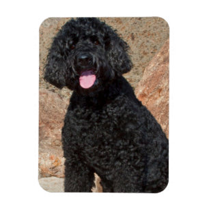 USA, Kalifornien. Labradoodle sitzt Magnet