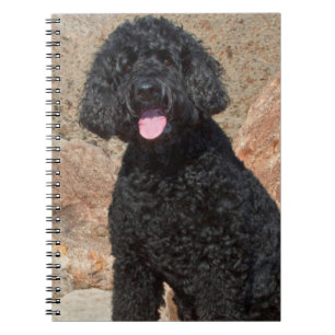 USA, Kalifornien. Labradoodle sitzt Notizblock