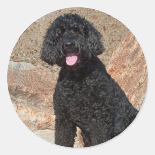 USA, Kalifornien. Labradoodle sitzt Runder Aufkleber