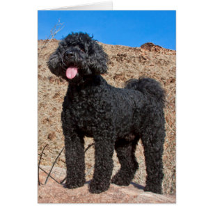 USA, Kalifornien. Labradoodle Stehend