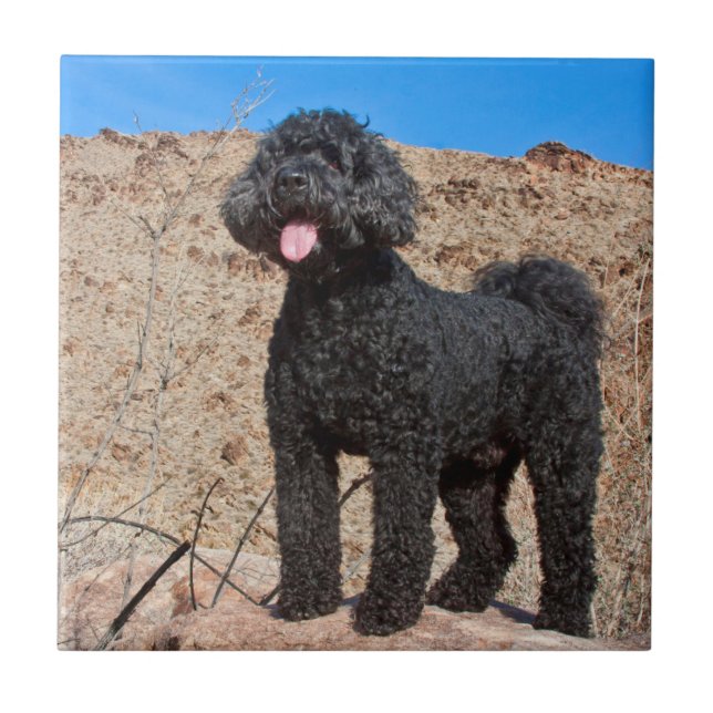 USA, Kalifornien. Labradoodle Stehend Fliese (Vorderseite)