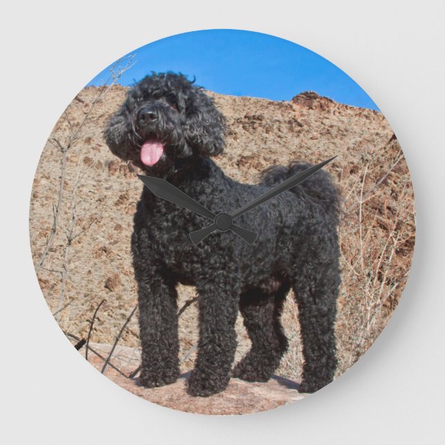 USA, Kalifornien. Labradoodle stehend Große Wanduhr (Vorderseite)