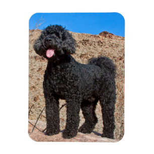 USA, Kalifornien. Labradoodle Stehend Magnet