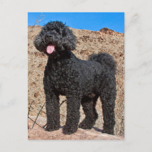 USA, Kalifornien. Labradoodle stehend Postkarte