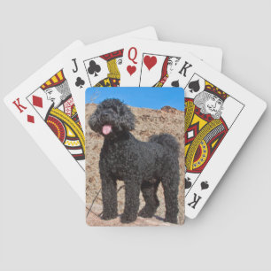 USA, Kalifornien. Labradoodle stehend Spielkarten