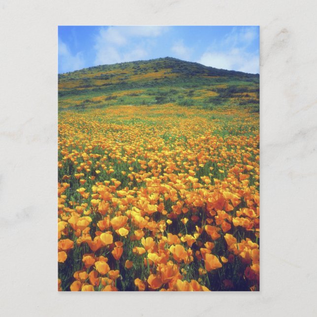 USA, Kalifornien, Lake Elsinore. California Postkarte (Vorderseite)