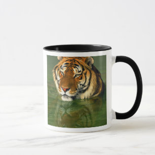 USA, Kalifornien, Los Angeles County. Bengalen Tasse