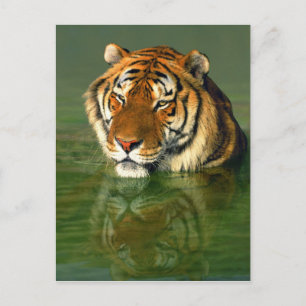 USA, Kalifornien, Los Angeles Landkreis. Bengalisc Postkarte