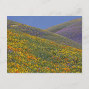 USA, Kalifornien, Los Angeles Postkarte