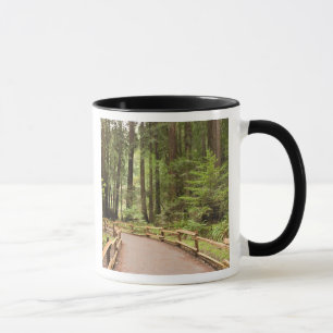 USA, Kalifornien, Marin County, Muir Woods Tasse