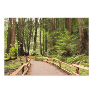 USA, Kalifornien, Marin Landkreis, Muir Woods Fotodruck