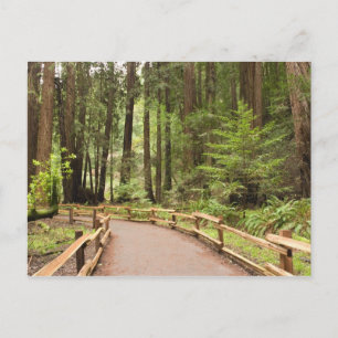 USA, Kalifornien, Marin Landkreis, Muir Woods Postkarte
