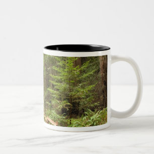 USA, Kalifornien, Marin Landkreis, Muir Woods Zweifarbige Tasse