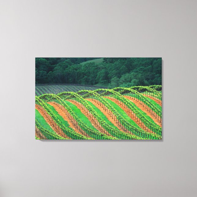 USA, Kalifornien, Mendocino-Landkreis, a trellis Leinwanddruck (Vorderseite)