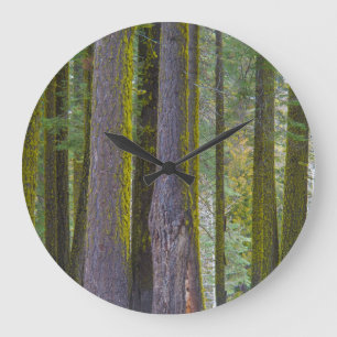 USA, Kalifornien. Moosbedeckte Baumstämme Große Wanduhr