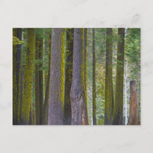 USA, Kalifornien. Moss Covered Tree Trunks Postkarte