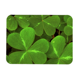 USA, Kalifornien, Muir Woods. Nahaufnahme von Klee Magnet