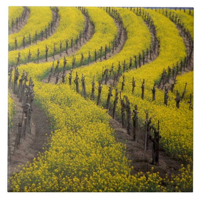 USA, Kalifornien, Napa Valley, Los Carneros Ava. Fliese (Vorderseite)